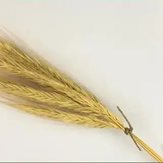 Rye