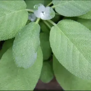 Sage