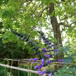 Salvia