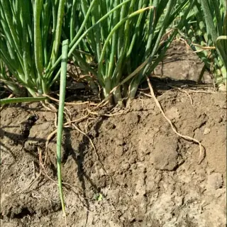 Shallot