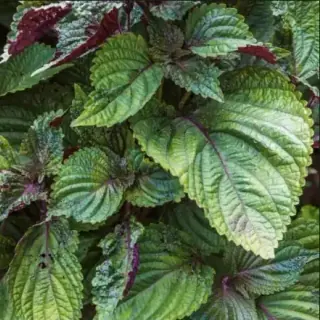 Shiso