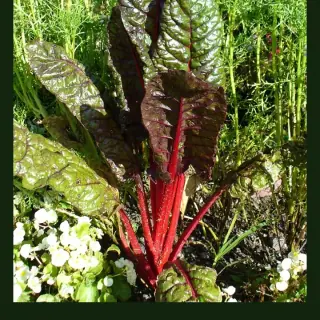 Silverbeet