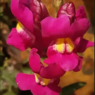 Snapdragon