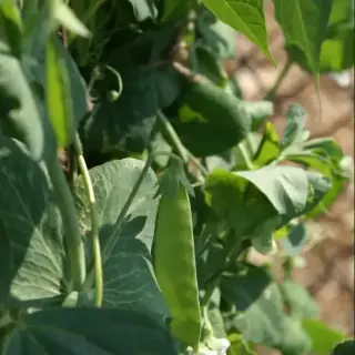 Snow Pea