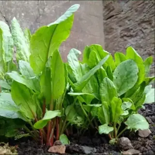 Sorrel