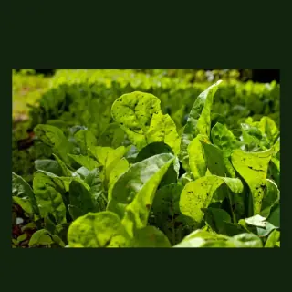 Spinach