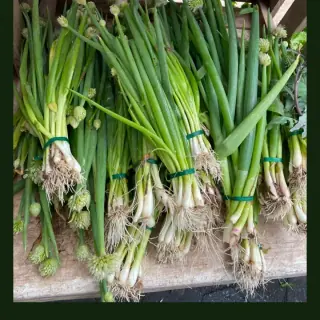 Spring Onion