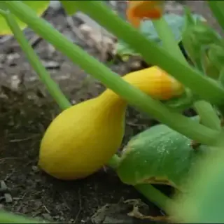 Squash, Summer