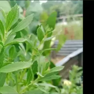 Stevia