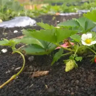 Strawberry