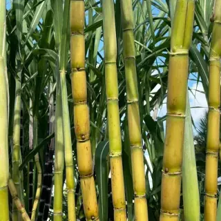 Sugar Cane