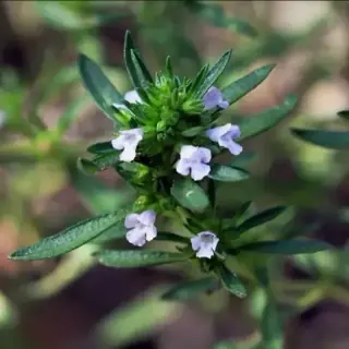 Summer Savory
