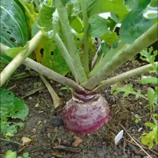 Swede
