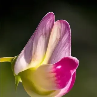 Sweet Pea