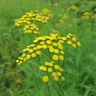 Tansy