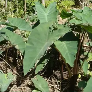 Taro