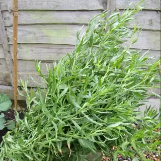 Tarragon