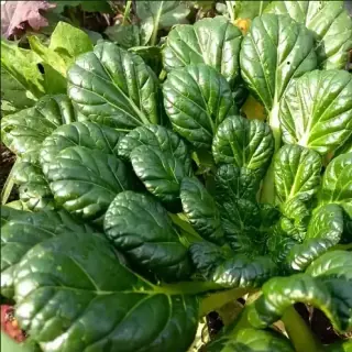 Tatsoi