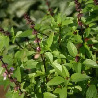 Thai Basil