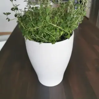 Thyme