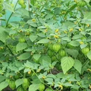 Tomatillo