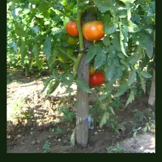 Tomato