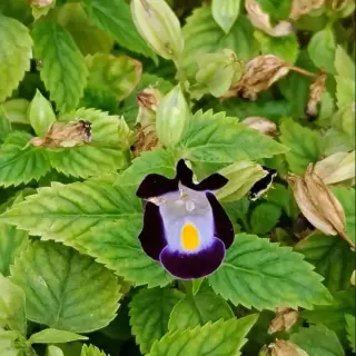 Torenia