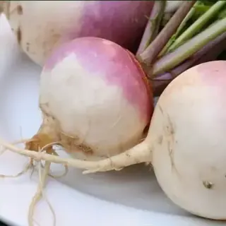 Turnip