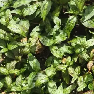 Vietnamese Coriander