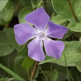 Vinca