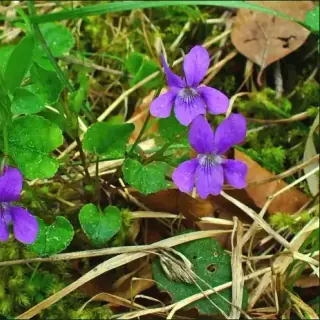 Viola