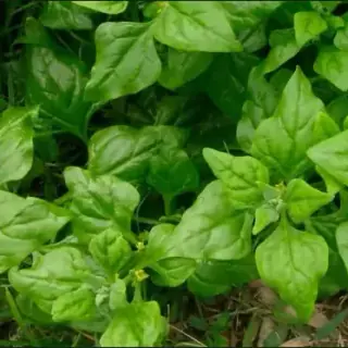 Warrigal Greens