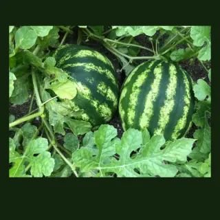 Watermelon
