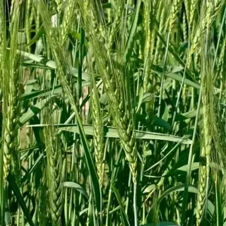 Wheat