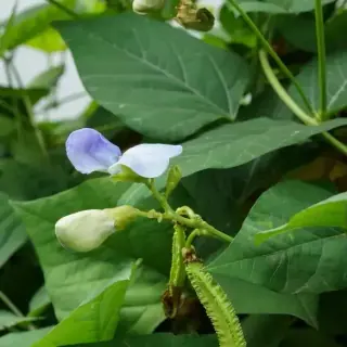 Winged Bean