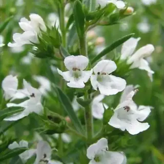 Winter Savory