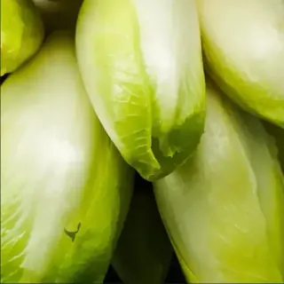 Witloof Chicory