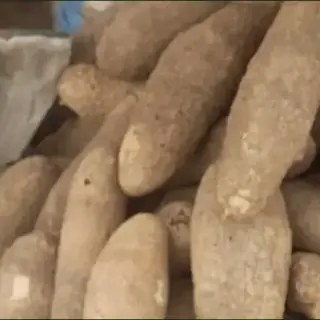 Yam