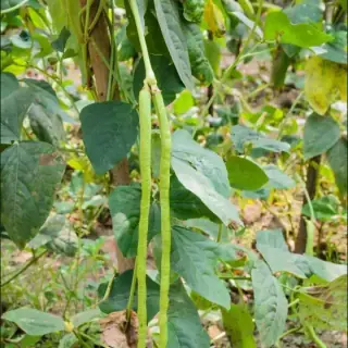 Yardlong Bean