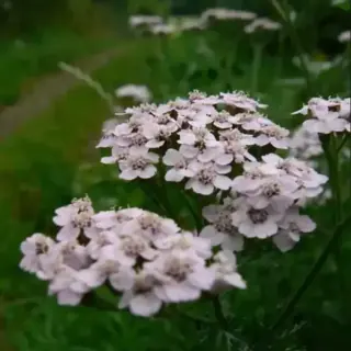 Yarrow