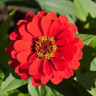 Zinnia