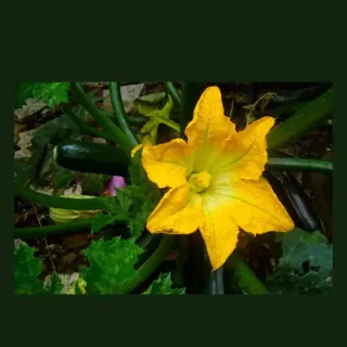 Zucchini