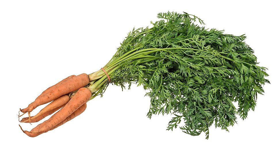 Carrot (Daucus carota)