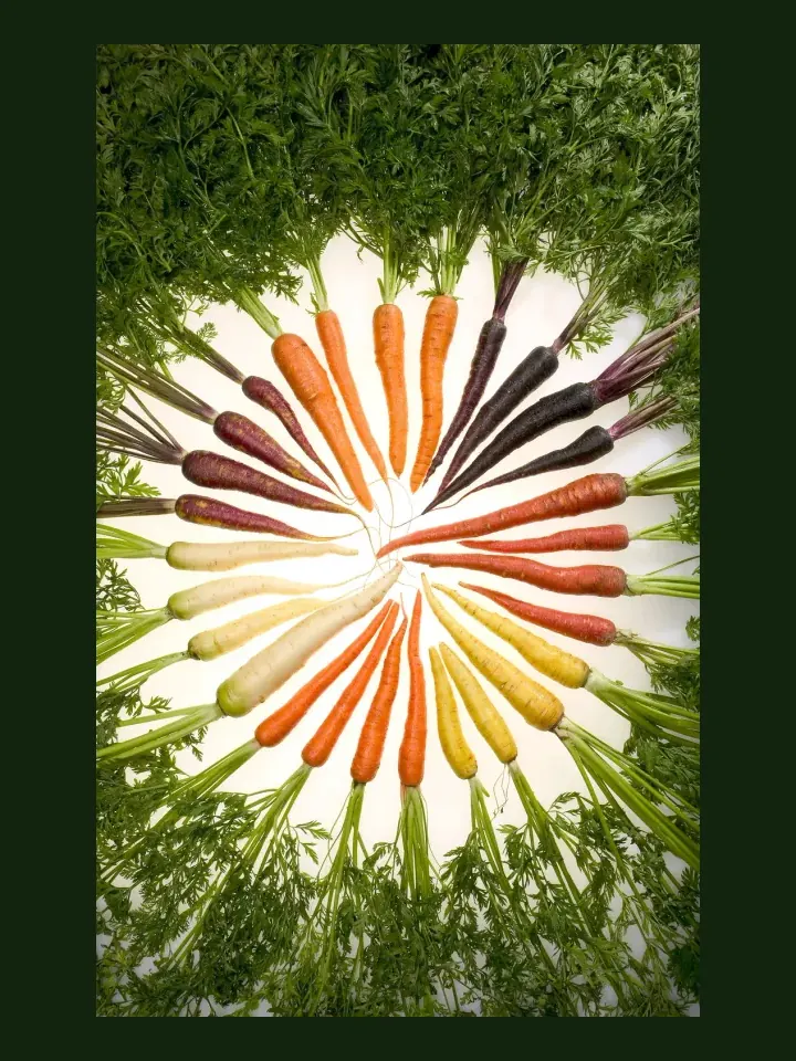 Carrot real-world photo reference (Daucus carota)