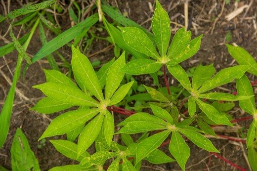 Cassava