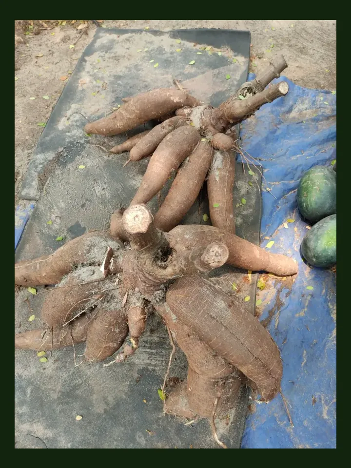 Cassava real-world photo reference (Manihot esculenta)