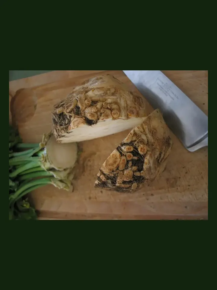 Celeriac real-world photo reference (Apium graveolens var. rapaceum)