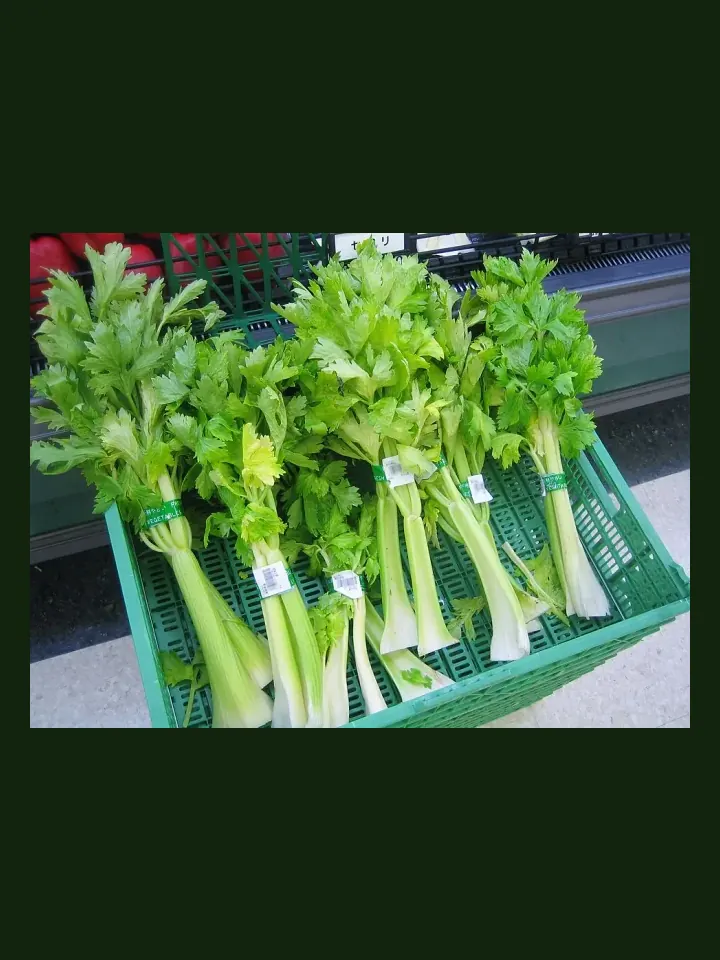 Celery real-world photo reference (Apium graveolens)