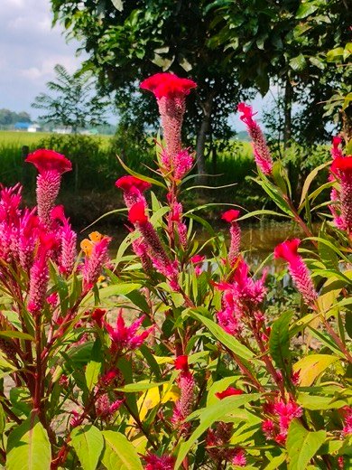 Celosia