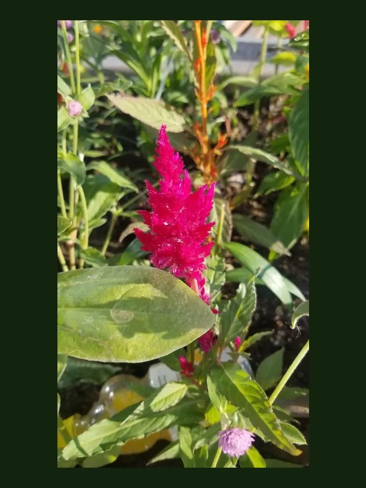 Celosia real-world photo reference (Celosia argentea)